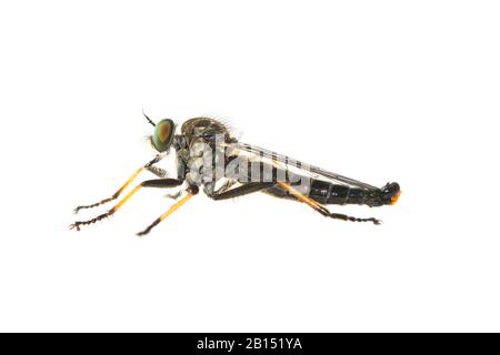 Common awl robberfly (Neoitamus cyanurus), homme, découpe, Pays-Bas, Frise, Frise Banque D'Images