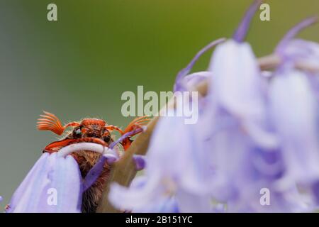 Cocarde commune, Maybug, Maycotele (Melolontha melolontha), sur Bluebell, Pays-Bas Banque D'Images