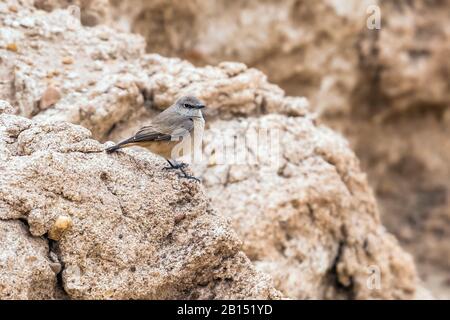 Wheatear à queue rouge (Oenanthe chrysopygia), assise sur un rocher, Koweït Banque D'Images