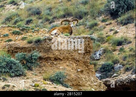 Mouton sauvage Konya (Ovis orientalis anatolica), homme, Turquie, Konya Banque D'Images