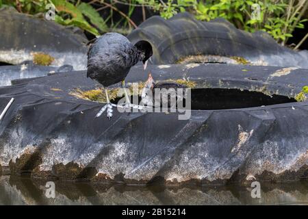 Black coot (Fulica atra), avec un jeune englement sur un vieux pneu de tracteur, Allemagne, Mecklembourg-Poméranie occidentale Banque D'Images