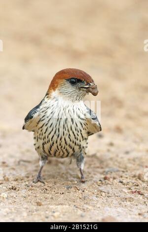 Déglutissez à rayures plus grandes (Hirundo cuculata), perché dans un endroit aquatique avec du matériel de nidification dans la facture, Afrique du Sud Banque D'Images