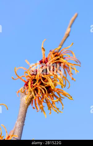 Sorcière hazel (Hamamelis intermedia 'Jelena', Hamamelis intermedia Jelena, Hamamelis x intermedia 'Jelena', Hamamelis x intermedia Jelena), cultivar Jelena Banque D'Images