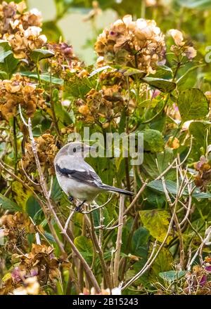 Shrike du Nord (Lanius borealis borealis), perchage d'oiseaux immatures dans une horlangea avec des fleurs séchées, Açores Banque D'Images