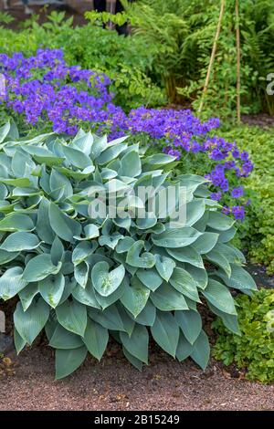 Lys plantain (Hosta fortei Halcyon, Hosta Halcyon), cultivar Halcyon Banque D'Images