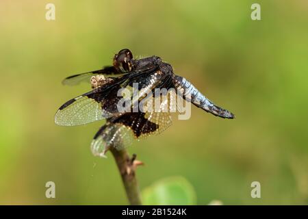 Portia Widow (Palpopleura portia), homme à une branche, Afrique du Sud, Kwazoeloe-Natal Banque D'Images