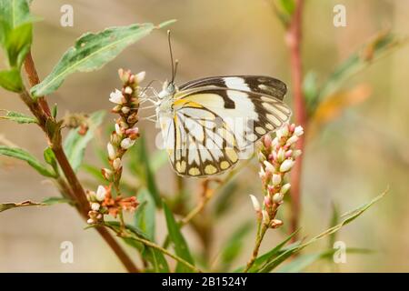 Meadow White (Pontia hélice), se trouve sur les boutons de fleurs, Afrique du Sud, Limpopo Banque D'Images