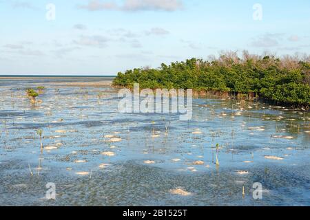 Mangroves ancrées à pilotis, mangrove rouge à feuilles tachetées, mangrove rouge (Rhizophora stylosa), mangrove sur la côte de Cayo Guillermo, Cuba, Cuba, Cayo Guillermo Banque D'Images