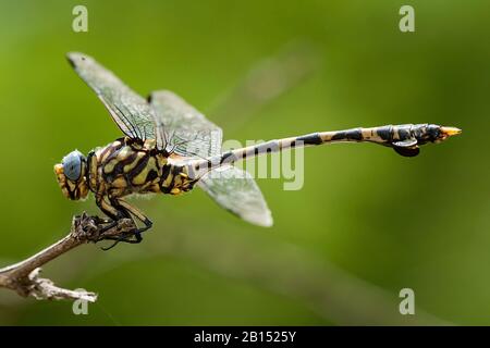 Tigertail commun (Ictinogomphus ferox), homme, vue latérale, Afrique du Sud, Mpumalanga, Parc national Kruger Banque D'Images