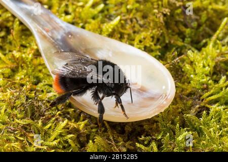 Abeille à queue rouge (Bombus lapidarius, Pyrobombus lapidarius, Aombus lapidarius), jeune abeille à bourdon de reine est nourrie d'eau de sucre au printemps, Allemagne Banque D'Images
