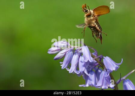 Cafard commun, Maybug, Maycotele (Melolontha melolontha), atterrissage sur Bluebell, Pays-Bas Banque D'Images