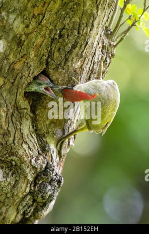 Pic vert (Picus viridis), mâle nourrissant presque un oiseau à part entière dans un trou de reproduction, Allemagne, Bavière, isental Banque D'Images