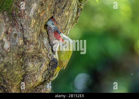 Pic vert (Picus viridis), mâle nourrissant presque un oiseau à part entière dans un trou de reproduction, Allemagne, Bavière, isental Banque D'Images