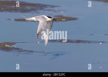 Sandwich (Sterna sandvicensis, Thalasseus sandvicensis), en vol au-dessus de l'eau avec du poisson pêché dans le bec, Pays-Bas, Texel Banque D'Images