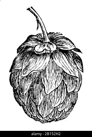 Houblon, Humulus lupulus, Hopfen: Fruchtdolde, houblon ou houblon grimpant, (encyclopédie, 1900) Banque D'Images