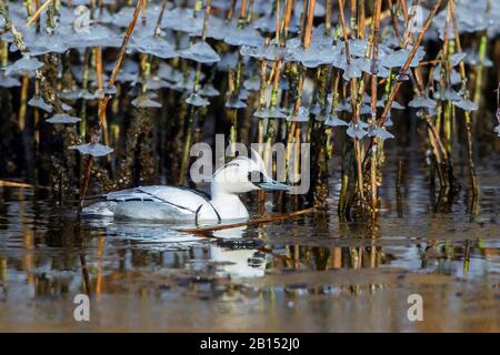 SEW (Mergellus albellus, Mergus albellus), homme sur l'eau glacée, Allemagne, Mecklembourg-Poméranie occidentale Banque D'Images