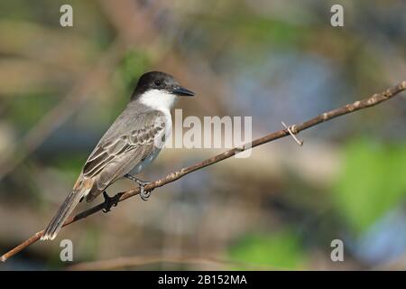 Loggerhead kingbird (Tyrannus caudifasciatus), se trouve sur une brindille, Cuba, le parc national de la Guira Banque D'Images