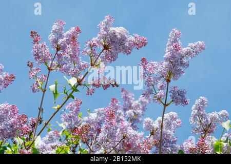 Lilas commun (Syringa vulgaris), branches florales, Suisse Banque D'Images