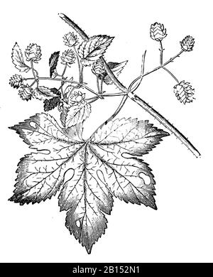 Houblon ou houblon, Humulus lupulus, Hopfen, houblon ou houblon grimpant, (encyclopédie, 1891) Banque D'Images