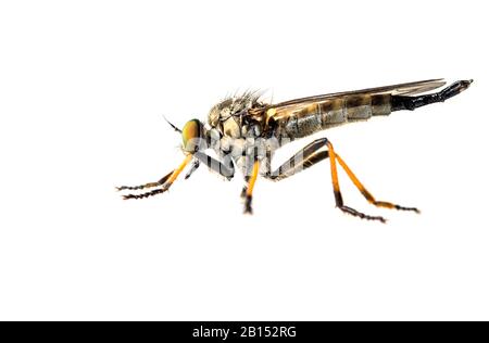 Nawl robberfly (Neoitamus cyanurus), homme, découpe, Pays-Bas Banque D'Images