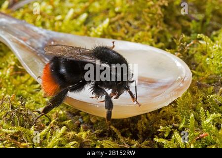 Abeille à queue rouge (Bombus lapidarius, Pyrobombus lapidarius, Aombus lapidarius), jeune abeille à bourdon de reine est nourrie d'eau de sucre au printemps, Allemagne Banque D'Images