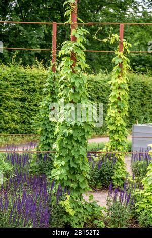 Houblon commun (Humulus lupulus), im Garden, Suède, Vaestra Goetalands laen Banque D'Images