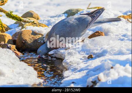 Pigeon de bois (Columba palumbus), boire à un ruisseau gelé, vue latérale, Allemagne, Mecklembourg-Poméranie occidentale Banque D'Images