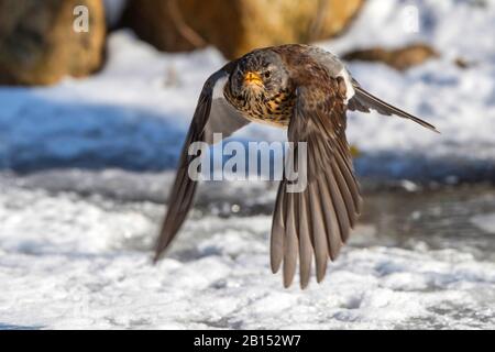 Fieldfare (Turdus pilaris), en vol, Allemagne, Mecklembourg-Poméranie occidentale Banque D'Images