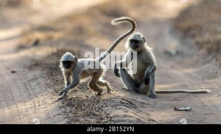 Langur sacré, langur indien, langur Hanuman, Langur gris des plaines du Nord, singe Hanuman, Langur commun (Semnopithecus entellus, Presbytis entellus), deux jeunes animaux sur un chemin, Inde, parc national Bandhavgarh Banque D'Images