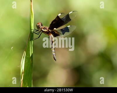 Lucia Widow (Palpopleura lucia), homme Immature à une feuille, Afrique du Sud, Kwazoeloe-Natal Banque D'Images