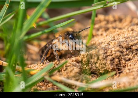 Spring Colletes (Colletes cunicularius), devant le trou de nidification, vue latérale, Allemagne, Bavière Banque D'Images