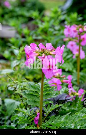 Incarvillea (Incarvillea Delavayi), Floraison, Suède, Vaestra Goetalands Laen, Garten Peter Korn, Goeteborg Banque D'Images