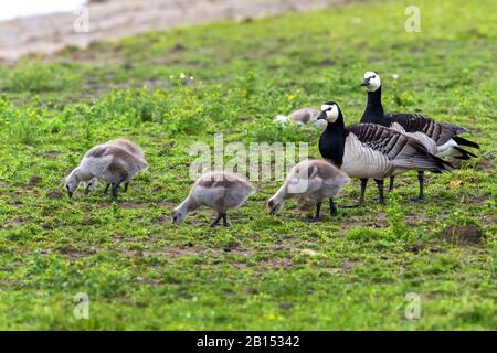 Bernache de Barnacle (Branta leucopsis), oies des bernaches, gossings, Pays-Bas, Texel, NSG Ottersaat Banque D'Images