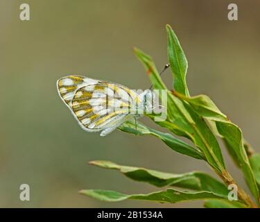 Meadow White (Pontia hélice), se trouve sur une feuille, Afrique du Sud, Limpopo Banque D'Images