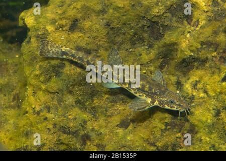 Loach pierre (Noemacheilus Barbatula barbatula, barbulatus, Nemacheilus barbatulus), natation Banque D'Images