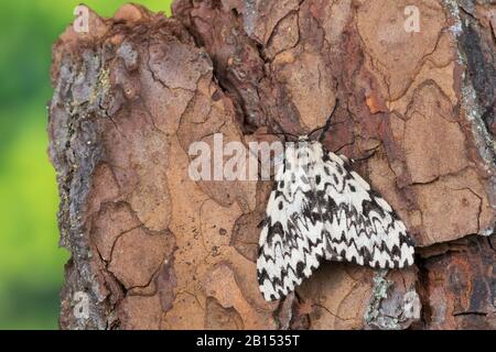 Arches noires (Lymantria monacha), femelle sur l'écorce d'ananas, Allemagne Banque D'Images