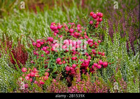 Heath (Gaultheria mucronata 'Purpurea', Gaultheria mucronata Purpurea, Pernettya mucronata), cultivar Purpurea, Allemagne, Brandebourg Banque D'Images