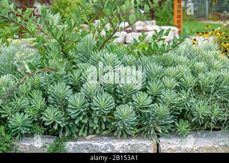 Grande expecte méditerranéenne (Euphorbia charias 'Silver Swan', Euphorbia charias Silver Swan), cultivar Silver Swan Banque D'Images