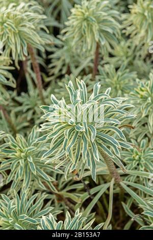 Grande lance méditerranéenne (Euphorbia charias 'Tigre de Tasmanie', Euphorbia charias Tigre de Tasmanie), cultivar Tigre de Tasmanie Banque D'Images