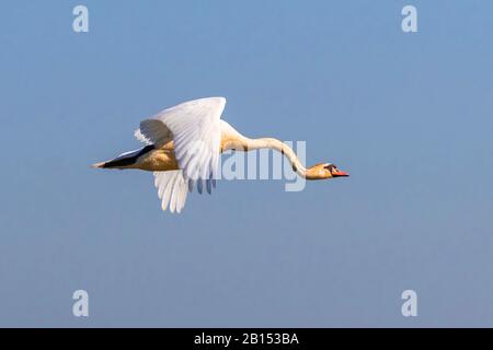 Mute cygne (Cygnus olor), homme volant avec col incliné, vue latérale, Allemagne, Bavière Banque D'Images