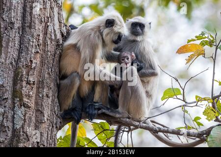 Langur sacré, langur indien, langur Hanuman, Langur gris des plaines du Nord, singe Hanuman, Langur commun (Semnopithecus entellus, Presbytis entellus), famille animale avec un enfant assis sur un arbre, Inde, parc national Bandhavgarh Banque D'Images