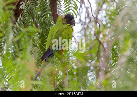 Nanday conure (Aratinga nenday, Nandayus nenday), perchant sur une branche dans un arbre, îles Canaries, Tenerife Banque D'Images