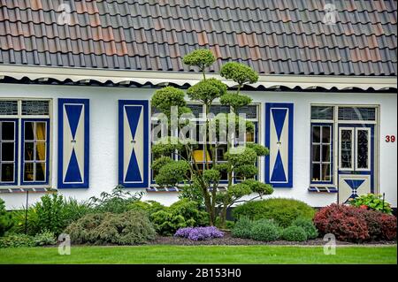 Houx japonais (Ilex crenata), dans un jardin en façade, Pays-Bas Banque D'Images