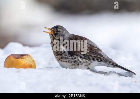 Fieldfare (Turdus pilaris), se nourrissant d'une pomme, Allemagne, Mecklembourg-Poméranie occidentale Banque D'Images