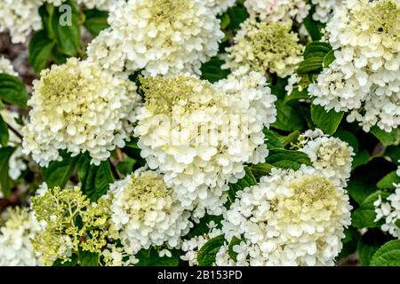 Panicule hydragea (Hydrangea paniculata 'Silver Dollar', Hydangea paniculata Silver Dollar), cultivar Silver Dollar, Allemagne, Bade-Wuerttemberg Banque D'Images