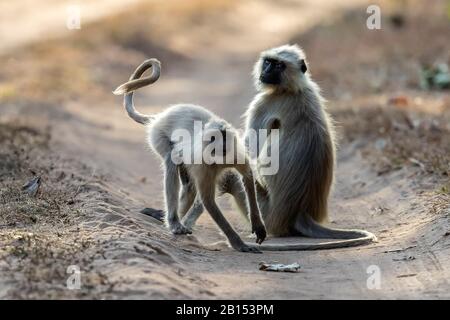 Langur sacré, langur indien, langur Hanuman, Langur gris des plaines du Nord, singe Hanuman, Langur commun (Semnopithecus entellus, Presbytis entellus), paire sur un sentier, Inde, parc national Bandhavgarh Banque D'Images