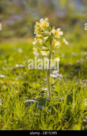 Véritable bélier (Primula elatior), floraison en contre-jour, Allemagne, Bavière, isental Banque D'Images