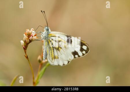 Meadow White (Pontia hélice), se trouve sur les boutons de fleurs, Afrique du Sud, Limpopo Banque D'Images