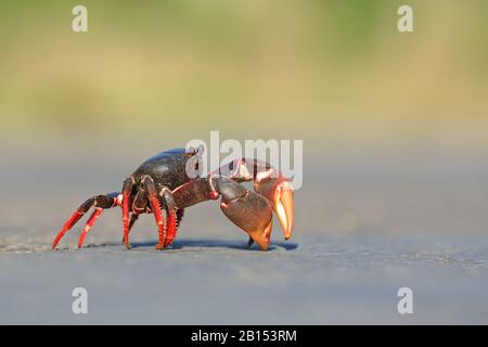 Crabe des terres pourpre, crabe des terres noires, crabe des terres rouges, crabe des zombies (Gecarcinus ruricola), migration du crabe, Cuba Banque D'Images