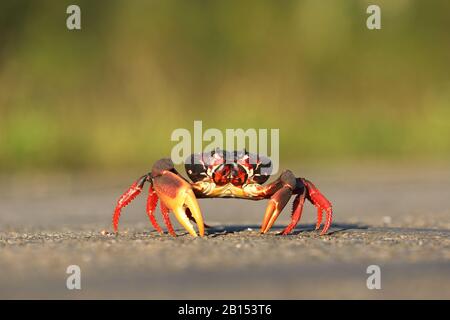 Crabe des terres pourpre, crabe des terres noires, crabe des terres rouges, crabe des zombies (Gecarcinus ruricola), migration du crabe, Cuba Banque D'Images